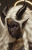 Sable Crowe-Baen'Und