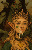 Queen Maxima l of Goblinkind