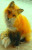 A Fox