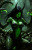 Velis Bloodthorn